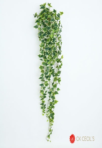 [413817] IVY HANGING BUSH X 423LV 1.83M VARIEGATED