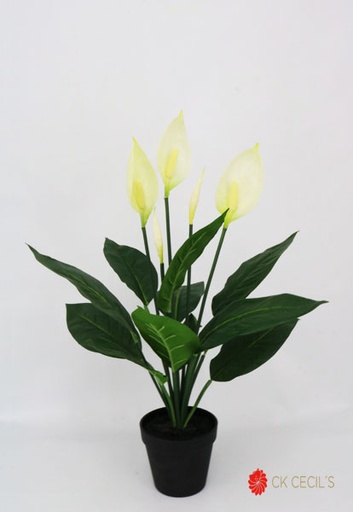 [413852] SPATHIPHYLLUM PLANT 61 CM.