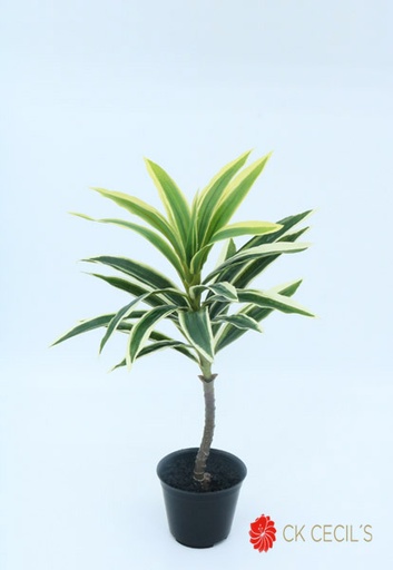 [413012] DRACAENA MINI NAT X 38 CM GREEN/CREAM