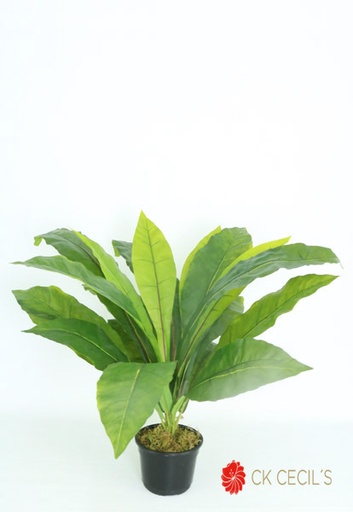[413961] BIRD NEST FERN NAT X 20 X 54 CM