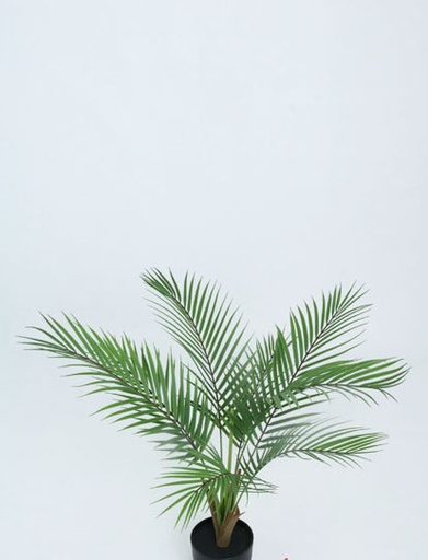 [413063] KENTIA PALM TREE 60 CM. X 8LVS T.T. GREEN