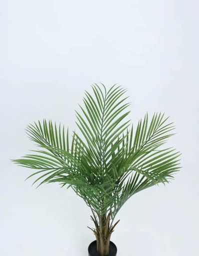 [413065] KENTIA PALM TREE 92CM. X 8LVS. T.T. GREEN