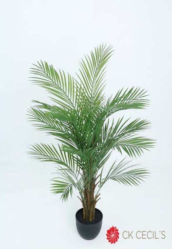 [413067] KENTIA PALM TREE 1.27MTR.X16LV T.T. GREEN