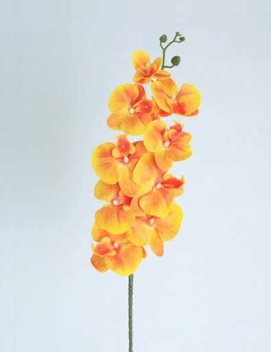 [4130084] PHALEANOPSIS SPRAY X9 X1.05MT ORANGE