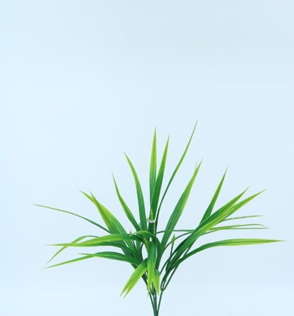 [4130124] PASTO BUSH X 5 X 36 CM. GREEN