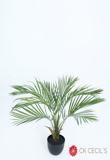 [4130144] ARECA PLANT 60 CM. X 8 LVS. T.T. GREEN