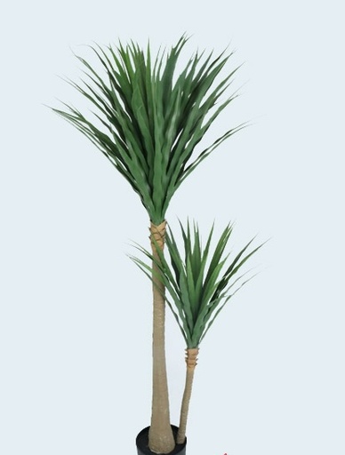 [413071] YUCCA PLANT 1.50MTS X 124 LVS