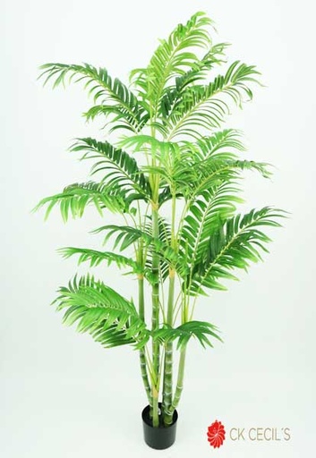 [413072] ARECA PALM TREE 840 LVS 1.52MT