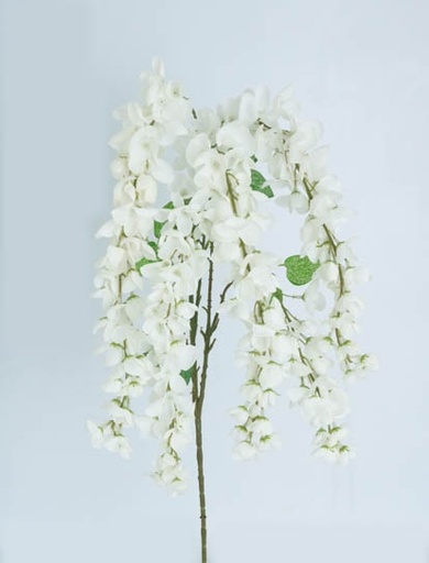 [413093] SOPHORA JAPONICA 1 MTS WHITE